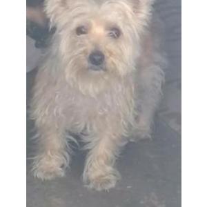 Image of Unknown, Found Dog