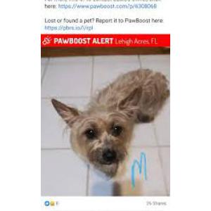 Image of Alex, Lost Dog