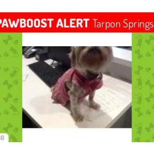 Image of Jessica, Lost Dog