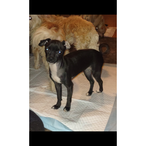 Lost Dog Lilo