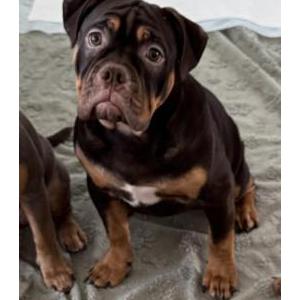Image of Sophie, Lost Dog