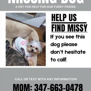 Image of Missy, Lost Dog
