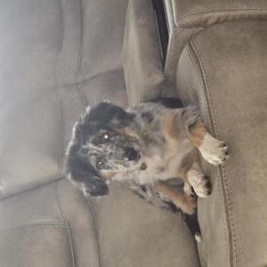 Lost Dog Mira
