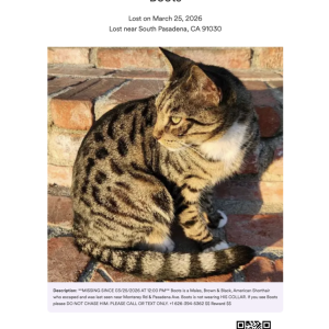 Image of Boots, Lost Cat