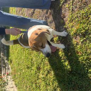 Image of Unknown, Found Dog