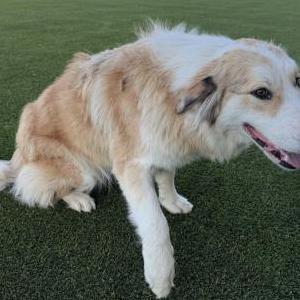 Found Dog unknown