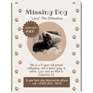 Image of Luna, Lost Dog