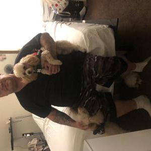 Image of Chewie, Lost Dog