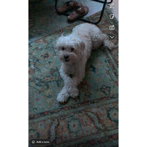 Image of Nani, Lost Dog