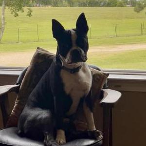 Lost Dog Otto