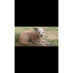 Lost Dog Maya