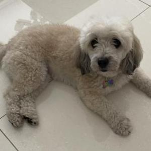 Image of Honey, Lost Dog