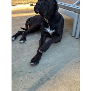 Image of Uninown, Found Dog