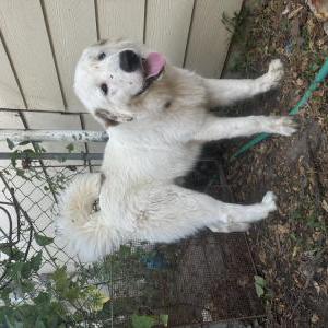 Image of Oso, Lost Dog