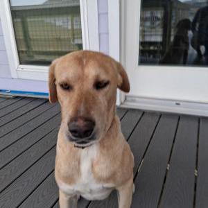 Lost Dog Takota