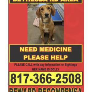 Image of Dolly, Lost Dog