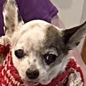 Image of Dee-eggo, Lost Dog