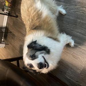 Image of Max, Lost Dog