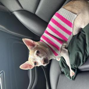 Image of Sasha, Lost Dog