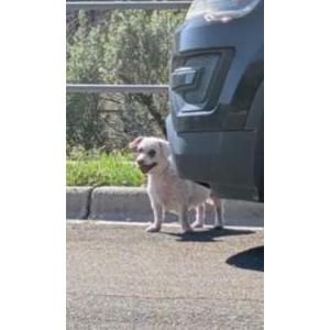 Image of Sophie, Lost Dog