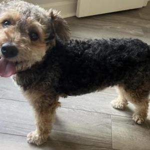 Found Dog Unknown