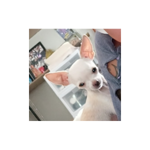 Lost Dog Da Mim or Da Show