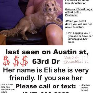Image of Eli, Lost Dog