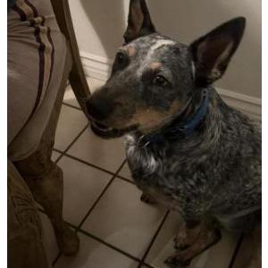 Image of Chase, Lost Dog