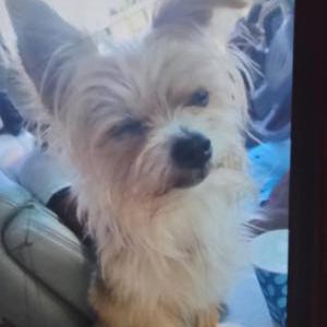 Image of Ali junior, Lost Dog