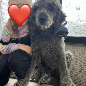 Image of Tucker, Lost Dog