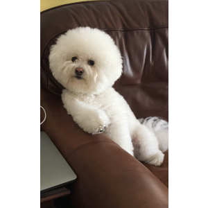 Image of Myles, Lost Dog