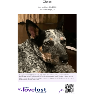 Image of Chase, Lost Dog