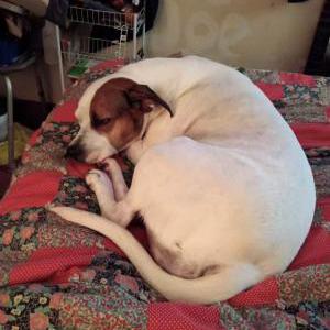 Image of Daisy, Lost Dog