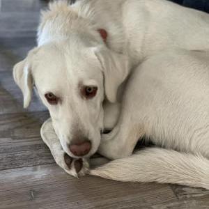 Image of Nova, Lost Dog