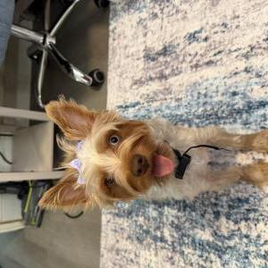 Lost Dog Rylee