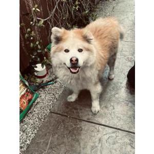 Image of Unknown, Found Dog