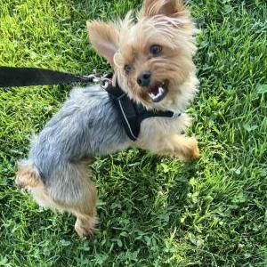 Image of sox, Lost Dog