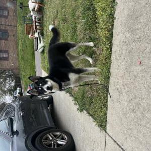 Found Dog Unknown