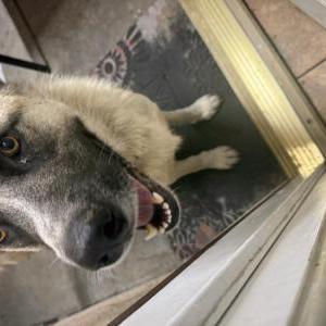 Image of Unknown, Found Dog