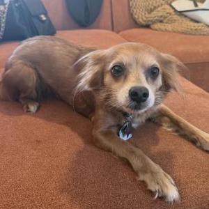 Image of Harmony, Lost Dog