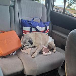 Lost 1 Toby (California)