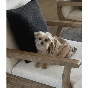 Image of Lola, Lost Dog