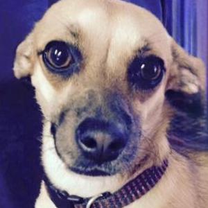 Lost Dog Faith