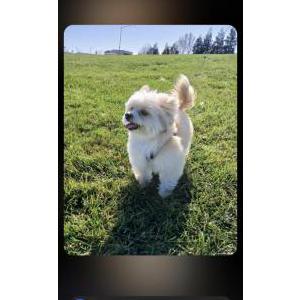 Image of Chewy, Lost Dog