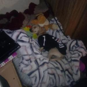 Image of Rascal, Lost Dog