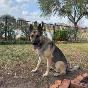 Lost Dog Tiger