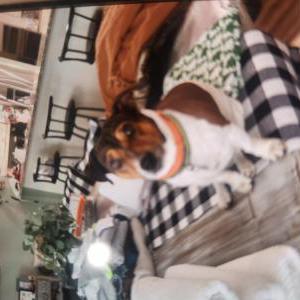 Image of Maverick, Lost Dog
