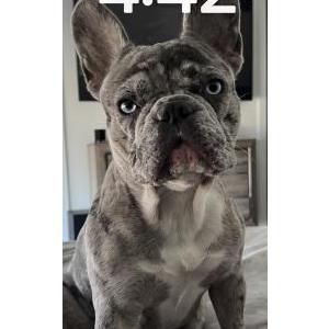 Lost Dog Nova