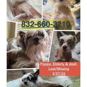 Image of Poppy, Lost Dog