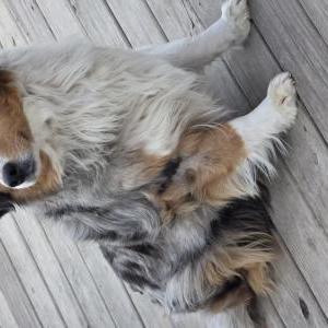 Image of Sky, Lost Dog